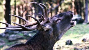 Fiera di Primiero, monti da scoprireCon il bramito dei cervi in amore