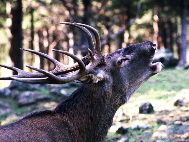 Fiera di Primiero, monti da scoprireCon il bramito dei cervi in amore
