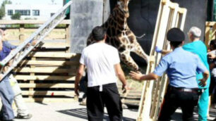 Monza, circo in arrivo e polemiche«Il Comune deve ancora decidere»