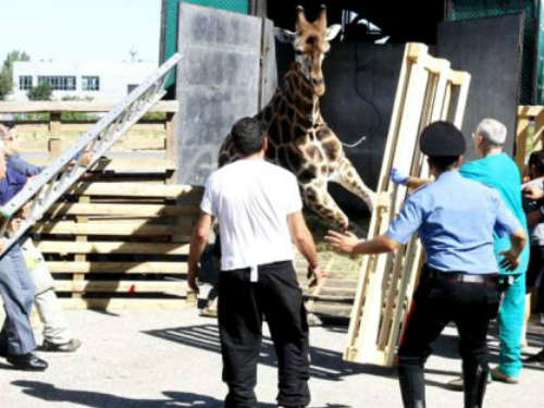 Monza, circo in arrivo e polemiche«Il Comune deve ancora decidere»