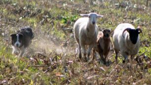 Sheepdog a MisanoPassione e spettacolo