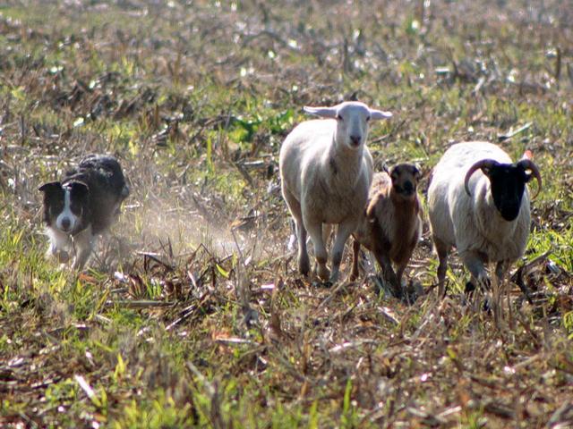 Sheepdog a MisanoPassione e spettacolo