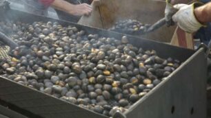 Crolla la produzione di castagneAutunno caldo, salgono i prezzi