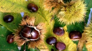 Piccole e saporite ma introvabiliTroppo secco, castagne decimate