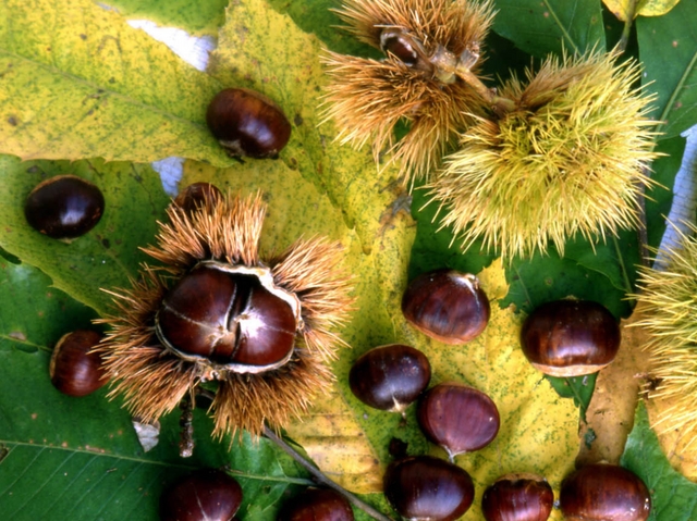 Piccole e saporite ma introvabiliTroppo secco, castagne decimate