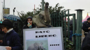 Il circo va in scena con gli animaliMonza, presidio al Martini-Orfei