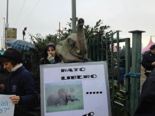 Il circo va in scena con gli animaliMonza, presidio al Martini-Orfei