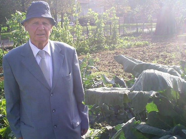 Broccoli da Guinness a Desio Il segreto del tenore contadino
