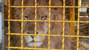 Monza, ispezione al circo MartiniDue denunce, animali sequestrati