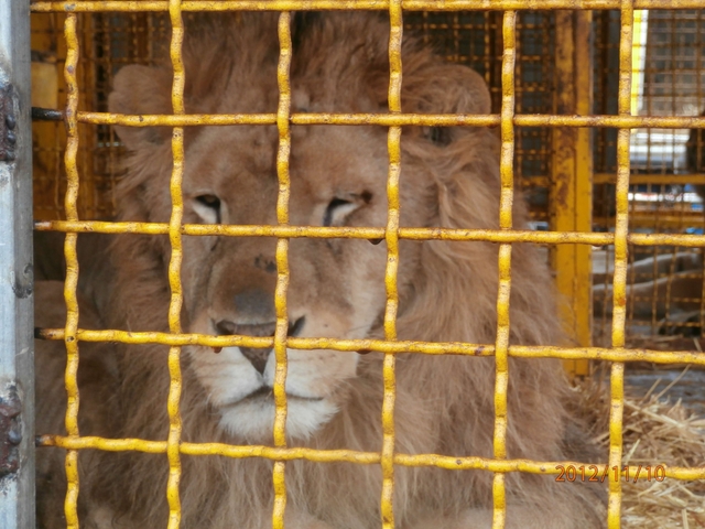Monza, ispezione al circo MartiniDue denunce, animali sequestrati