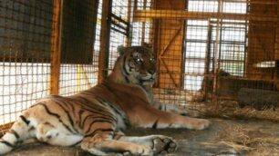 Enpa Monza con la Lav a MilanoCorteo per i circhi senza animali