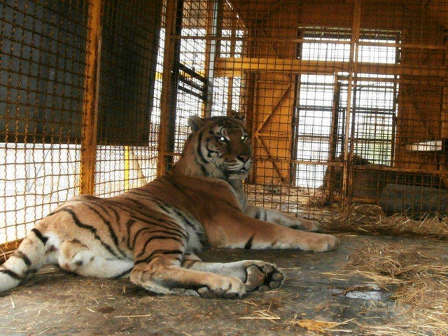 Enpa Monza con la Lav a MilanoCorteo per i circhi senza animali