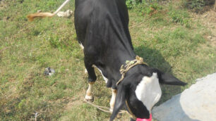 Vedano, Eraldo che aiuta l’IndiaCon gli ex colleghi e una mucca