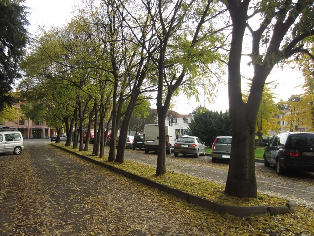 Albiate, via una fila di alberiper allargare il parcheggio