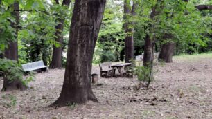 Il fungo killer al parco Fontanellecolpisce altre dodici querce rosse
