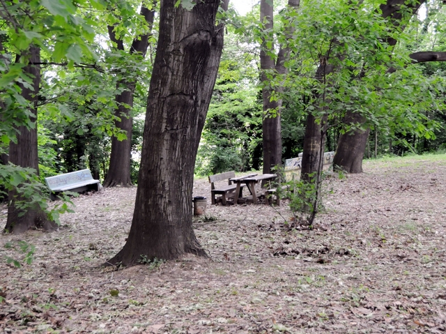 Il fungo killer al parco Fontanellecolpisce altre dodici querce rosse