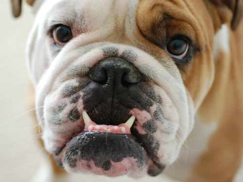 Chiuso in auto in piena estateProcesso per la morte del bulldog