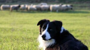 Sheepdog: Skippersa soltanto vincere