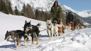 Pony e cani huskyper i bimbi a Livigno