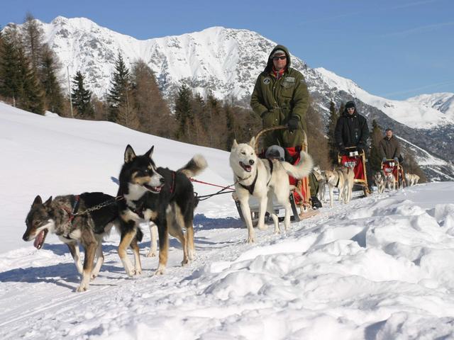 Pony e cani huskyper i bimbi a Livigno