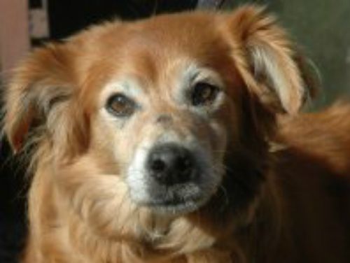 Monza, storia di «Freccia rossa»Il cane salvato da un ferroviere