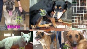 Cinque cani in attesa di padroneGli animalisti: «Evitategli il lager»