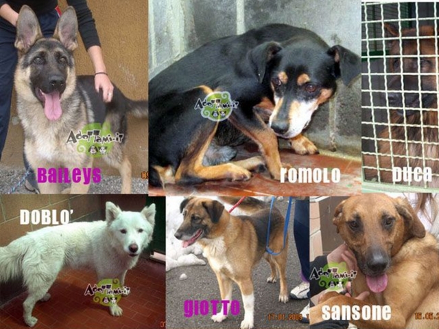 Cinque cani in attesa di padroneGli animalisti: «Evitategli il lager»