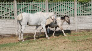 Carate, brutta caduta da cavallo:donna in coma farmacologico