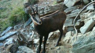 Animali nella «fototrappola»Il Parco delle Orobie è a Off