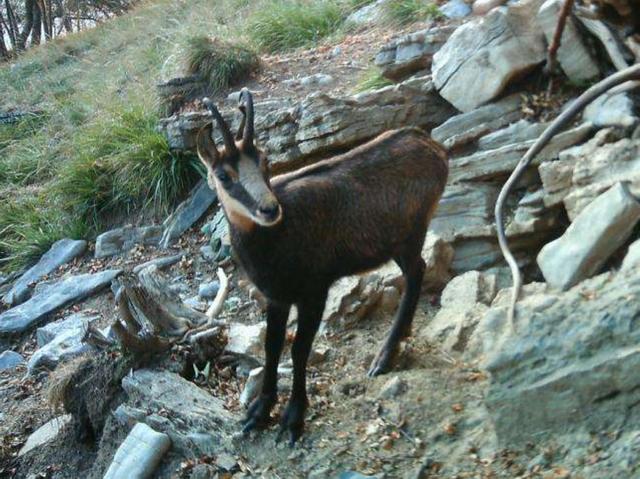 Animali nella «fototrappola»Il Parco delle Orobie è a Off