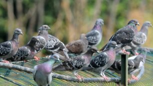 Piovono piccioni a Cornate d’AddaSono morti in volo, le indagini