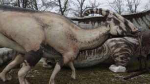 I dinosauri del parco di Monza immagine