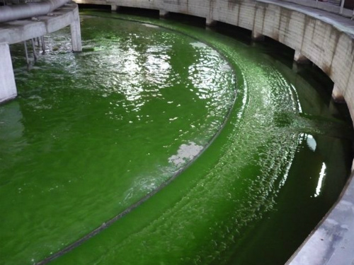 Monza, acqua verde al depuratoreTrovata la causa: era fluoresceina