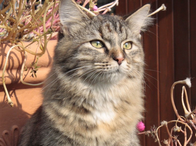 Giornata mondiale del gattoA Monza un sabato da felini