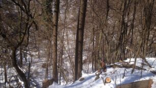 Travolto da un albero nel boscoTriuggese si frattura il femore