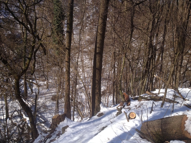 Travolto da un albero nel boscoTriuggese si frattura il femore