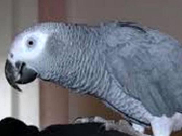 Ladro sorpreso mentre ruba«Stavo cercando il pappagallo»