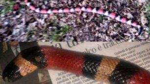 Villasanta, un serpente esoticotrovato morto alla porta del parco
