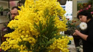 Festa della donna, meno mimose«Colpa dell’inverno troppo rigido»