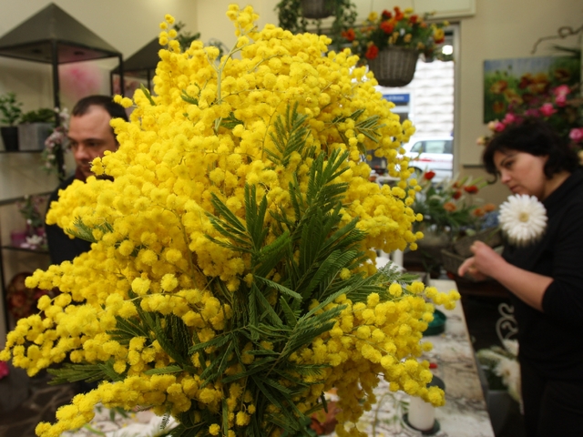 Festa della donna, meno mimose«Colpa dell’inverno troppo rigido»