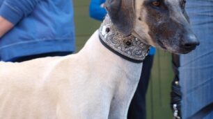 Cagnolino aggredito da levrieriSalvo grazie a una donna e ai vigili