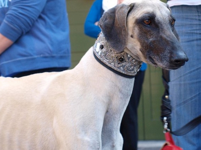 Cagnolino aggredito da levrieriSalvo grazie a una donna e ai vigili