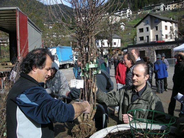 Migliaia di piante da fruttoMoio si prepara all’invasione