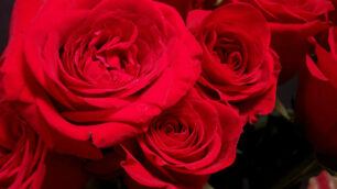 Ladro romantico o sciacallo?Al cimitero ruba solo le rose rosse