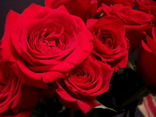 Ladro romantico o sciacallo?Al cimitero ruba solo le rose rosse