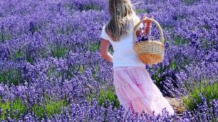 Provenza in fioreLavanda e Logis