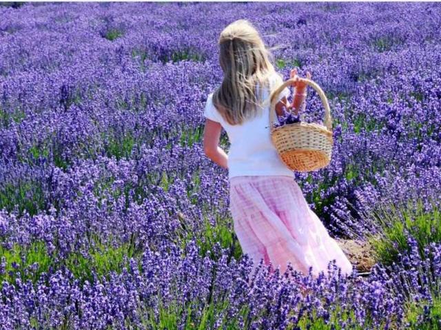 Provenza in fioreLavanda e Logis
