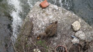 Un’anatra e undici piccole uovaE’ la nuova mascotte di Carate
