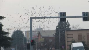 Muggiò sotto l’assedio dei piccioni«Come in un film di Hitchcock»