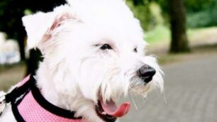 Colpo col cane dal guinzaglio rosaArrestati rapinatori delle farmacie